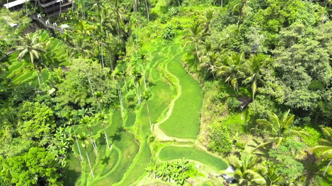 Veduta aerea delle terrazze di riso di Tegallalang e della giungla lussureggiante a Gianyar, Bali, Indonesia.