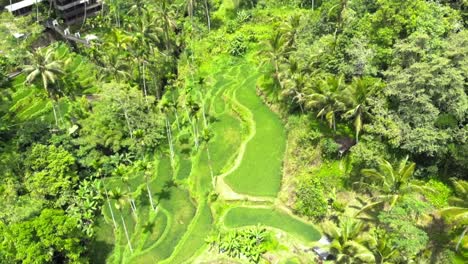 Aerial-shot-Of-Tegallalang-Rice-Terraces-and-lush-jungle-In-Gianyar,-Bali,-Indonesia