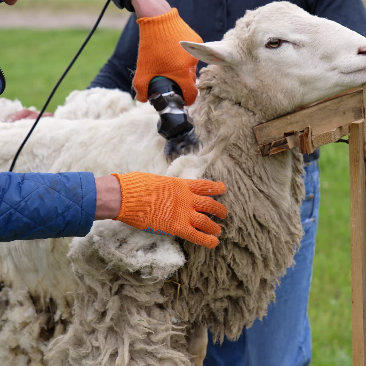 Schermaschine schneidet Wolle eines Schafes. Ein Bauer schert Schafe mit einer elektrischen Schermaschine im Freien. Ein schönes Schaf steht ruhig auf einem Bauernhof.