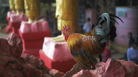 Gallo-Saltando-Templo-Estatua-Monje-Cámara-Lenta