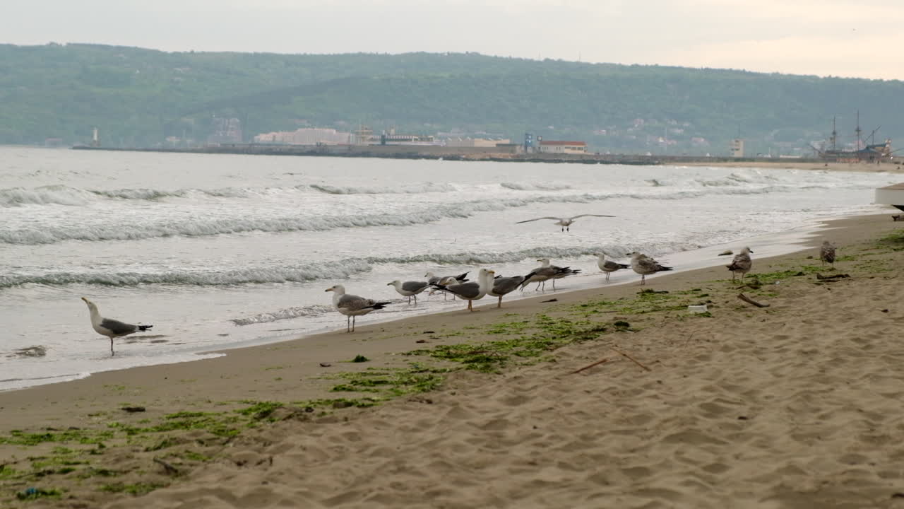 일몰 동안 해변에 비행기처럼 착륙하는 슬로우 모션 갈매기