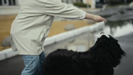 Close-up-a-woman-in-a-white-jacket-trains-her-purebred-black-and-white-dog-and-gives-it-a-treat-after-training-near-the-park-after-the-rain