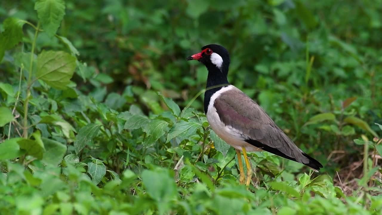 el avefría de barbas rojas es una de las aves más comunes de tailandia