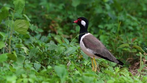 the red-wattled lapwing is one of the most common birds of thailand