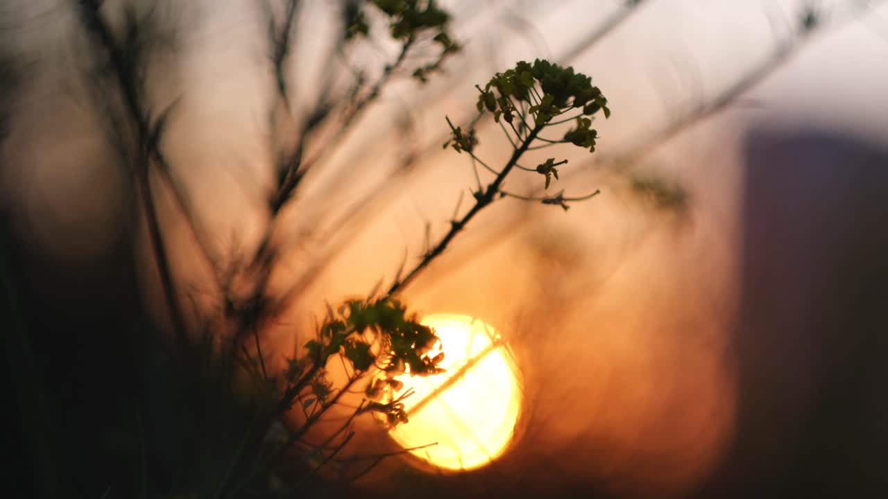 puesta de sol a través de las flores