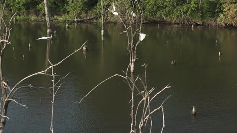 Group-Of-Great-Egret-Fly-Away-From-A-Tree-Branch-In-The-River---Four-Rivers-Wildlife-Conservation-Area-In-Missouri,-USA