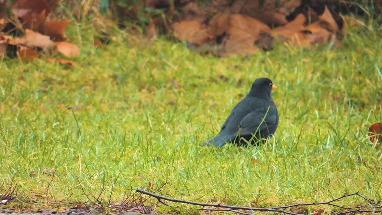 Male Blackbird Looking For Worms, Scandinavian Autumn - Handheld Shot