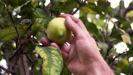 ripe yellow lemons hanging on tree