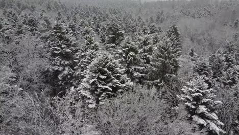 Antenne-Schneebedeckter-Schwarzwald-Im-Winter,-Umlaufbahn-Um-Tanne-Geschossen