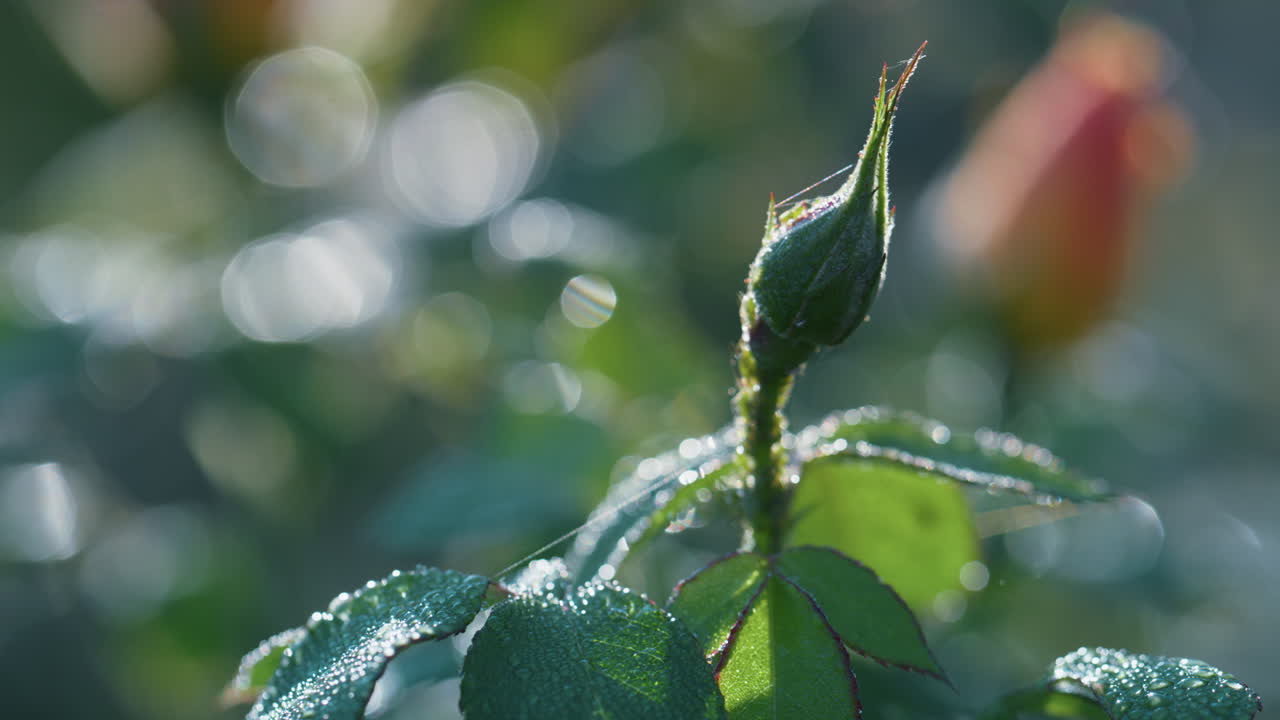 hojas de brotes de rosas verdes cubiertas de rocío brillante de cerca. hermoso fondo de la naturaleza.