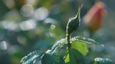 Grüne-Rosenknospenblätter-Bedeckten-Glänzenden-Tau-Aus-Nächster-Nähe.-Schöner-Naturhintergrund.