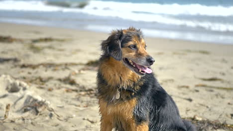 a cute small brown and black furry dog playing and panting in the sunlight on a sandy santa barbara, california beach day