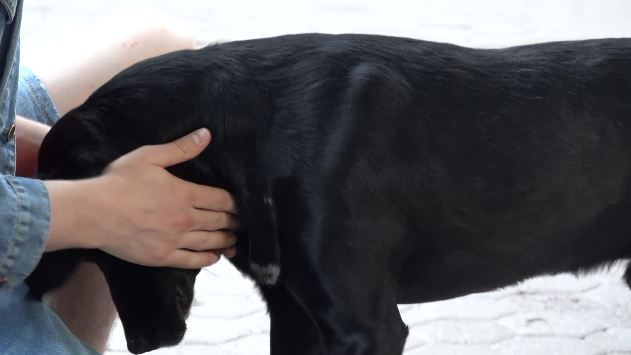Woman in denim jacket petting a black labrador retriever outside