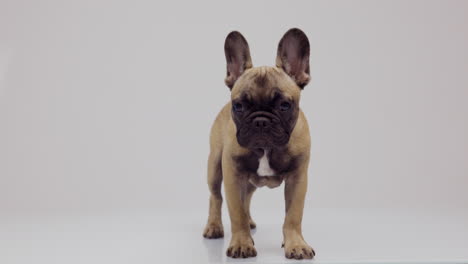 cute pet french bulldog puppy