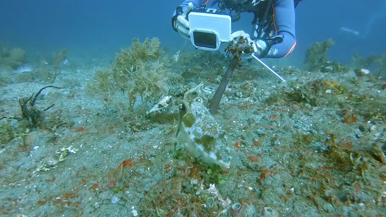 A scuba diver filming a pair of well camouflaged cuttlefish