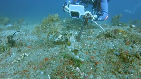 a scuba diver filming a pair of well camouflaged cuttlefish