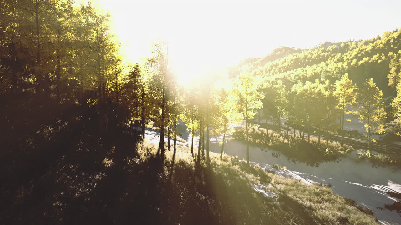 Sunlight filters through autumn trees in a serene forest landscape