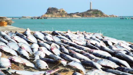 Pescado-Secado-Bajo-El-Sol-En-La-Orilla-De-La-Playa-De-La-Bahía-Con-Vista-Al-Paisaje-Marino,-Mariscos-Secos-Al-Aire-Libre