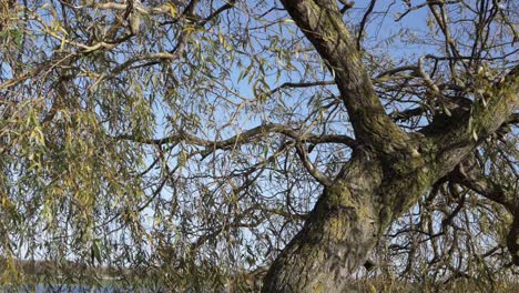 Trauerweide-Vor-Blauem-Himmel,-Weitwinkelaufnahme