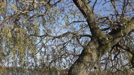 weeping willow against blue skies wide shot