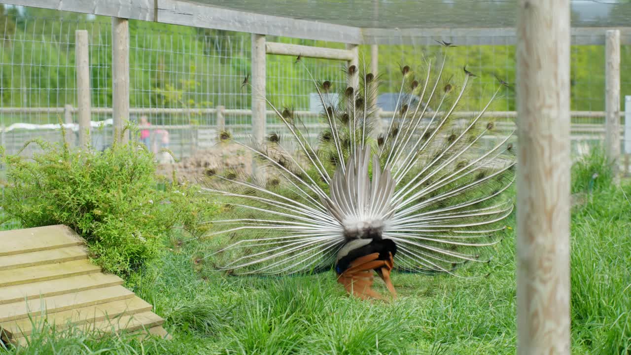 Indian peafowl (Pavo cristatus) is seen from behind with its tail fully fanned in display posture, showing the striking white and bronze underside within a grassy enclosure on a sunny day