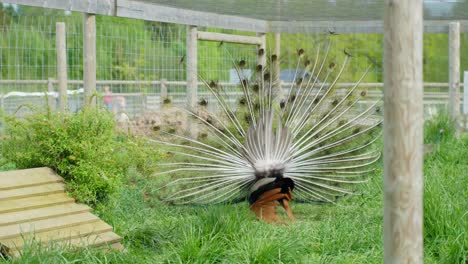 indian peafowl (pavo cristatus) is seen from behind with its tail fully fanned in display posture, showing the striking white and bronze underside within a grassy enclosure on a sunny day