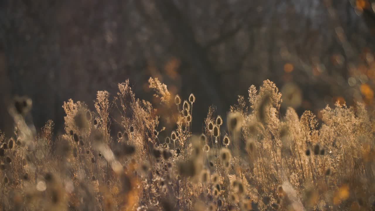 enfoque de rack de los árboles a las plantas de cardo en las montañas rocosas