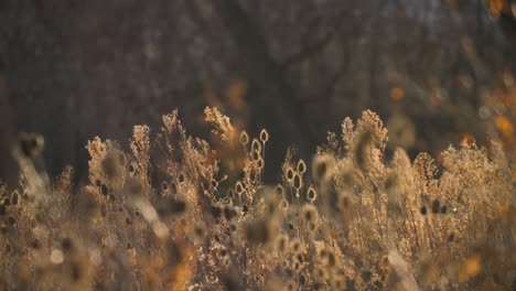 rack focus from trees to thistle plants in rocky mountains