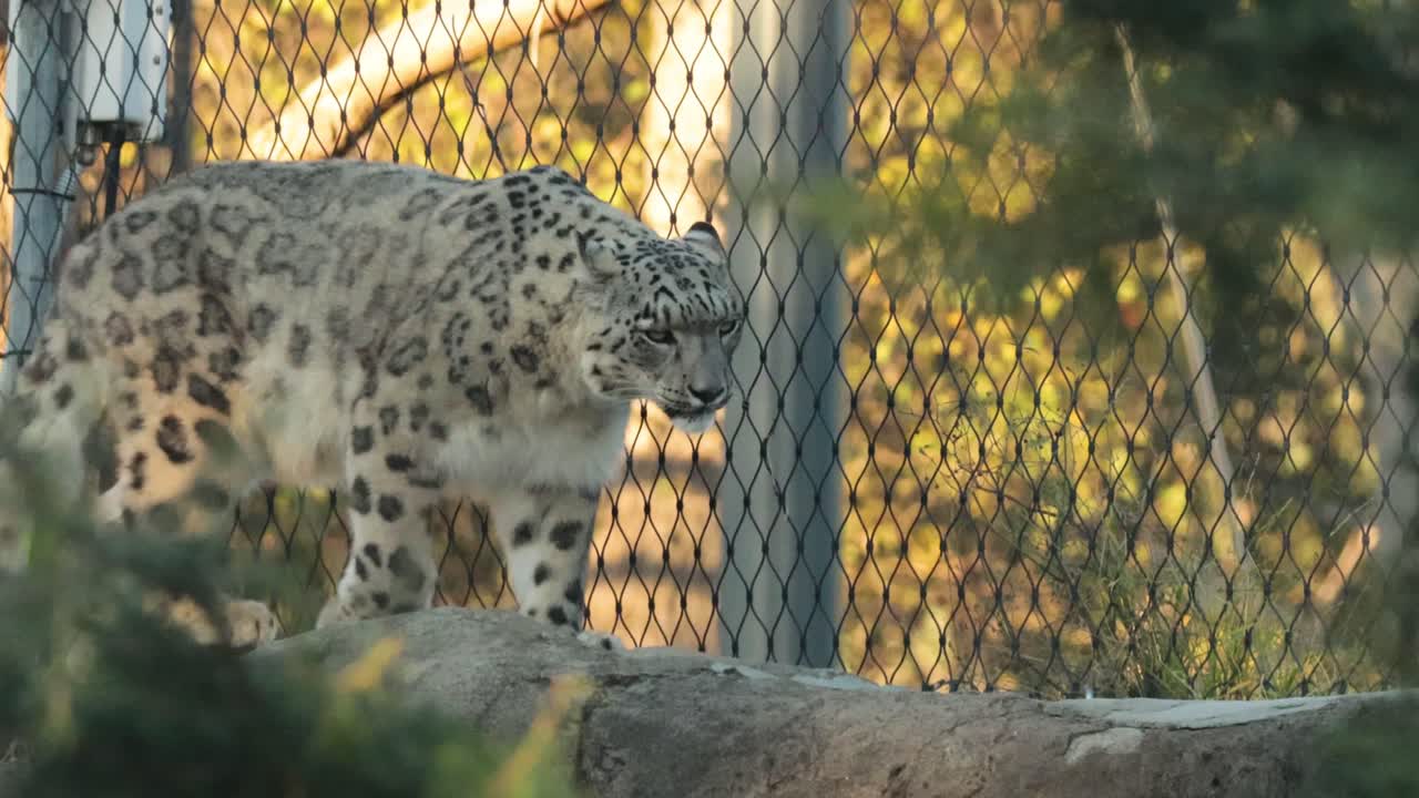 동물원 안에서 산책 하고 휴식을 취하고 있는 호랑이