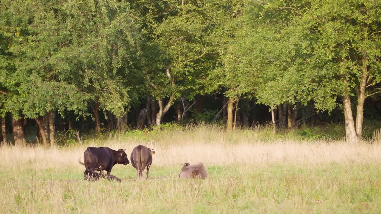 Mucche al Pascolo in un Campo Erboso Vicino a un Bosco