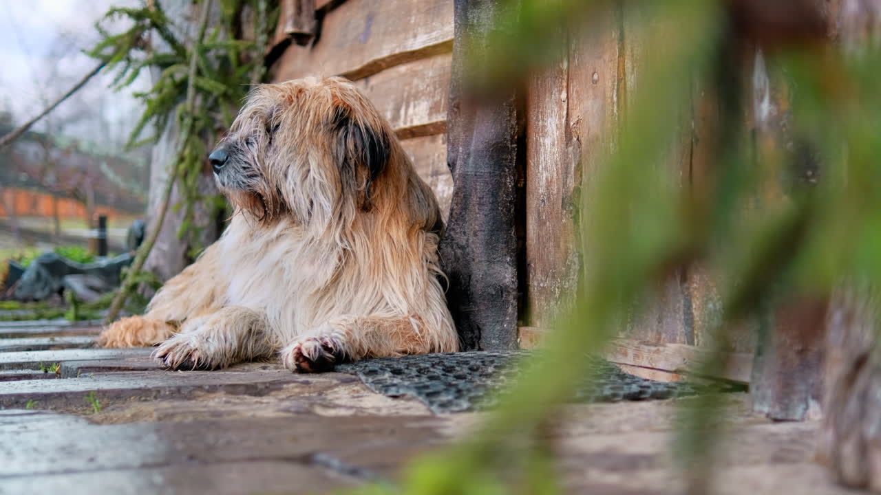 A dog lying on the floor near the wooden house, wet weather