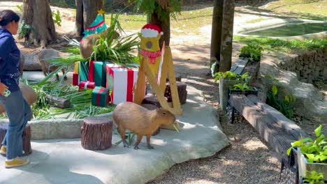 person interacting with capybara in zoo setting