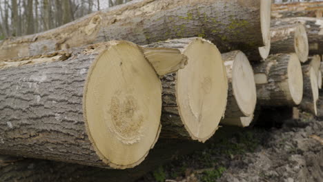 beautiful close up on pile of cut down logs from logging operation in forest