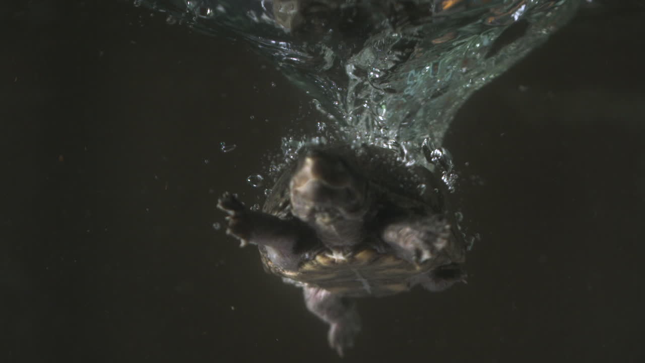 Plunging snapping turtle murky water - musk turtle stinkpot