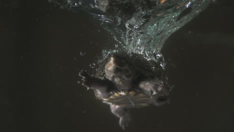 sumergiendo tortuga mordedora agua turbia - tortuga almizclera stinkpot