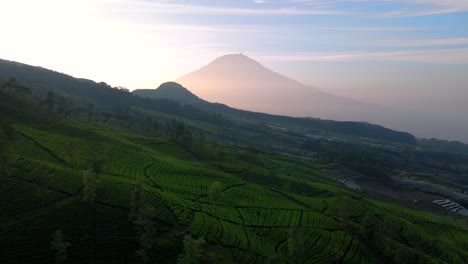 aerial forward drone shot of green tea plantation in the morning with beautiful landscape of mountain on the background