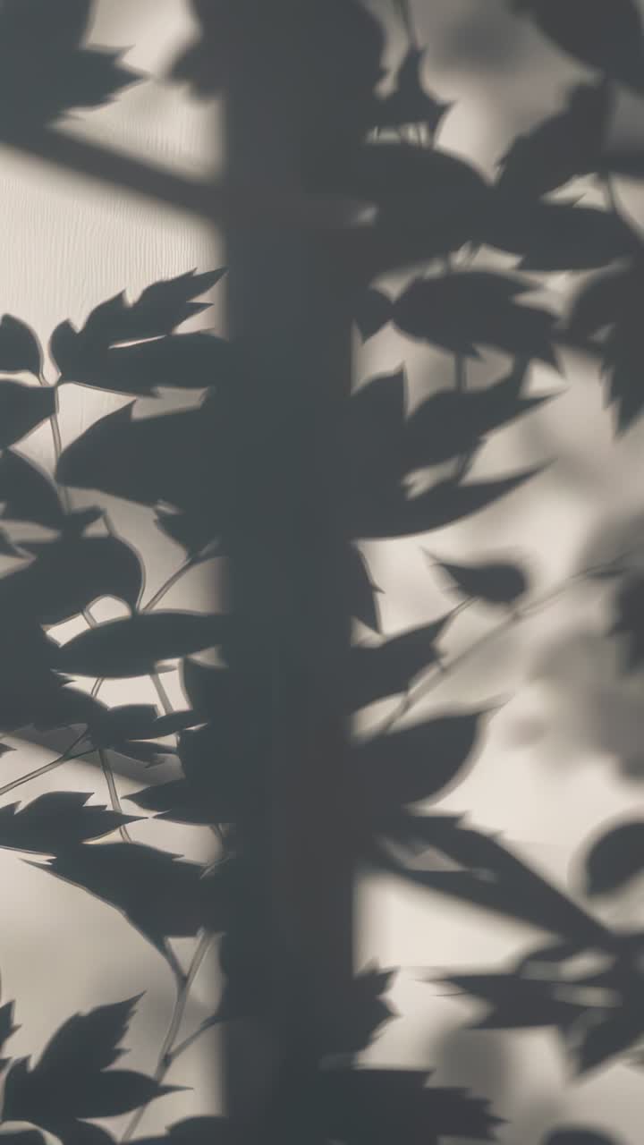 Vertical video: Swaying backlit leaves and branches drifting at window mullion, breeze moving them