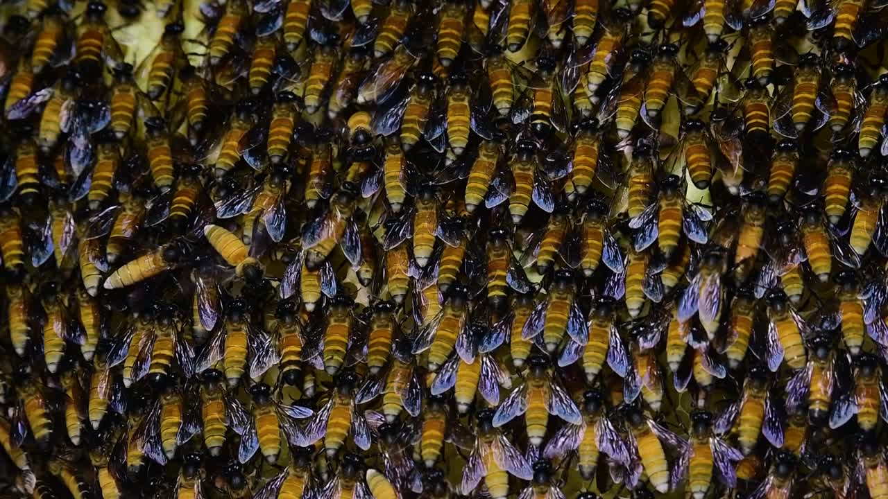 se sabe que las abejas melíferas gigantes construyen grandes colonias de nidos con bolsillos simétricos hechos de cera para almacenar miel como fuente de alimento.