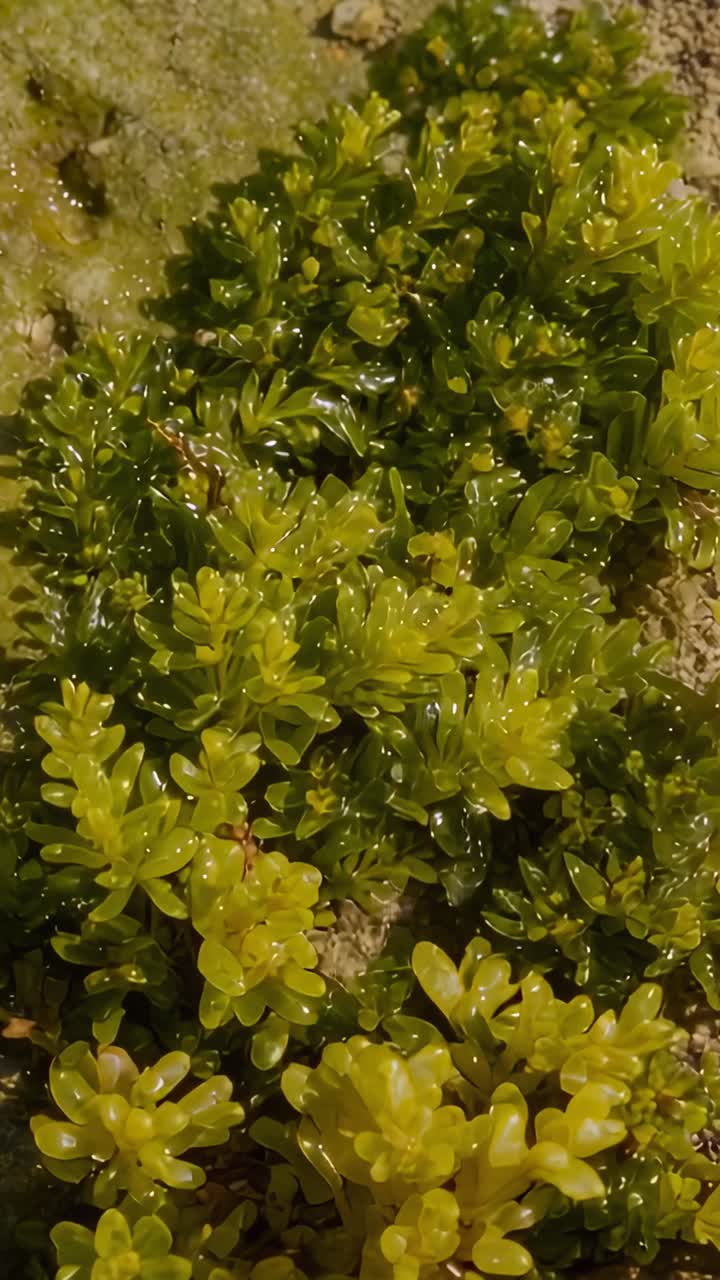 Video verticale: carrellata verticale con la camera che si abbassa su una succulenta di roccia mostrando le rosette inferiori, le gocce e le alghe