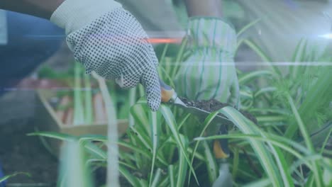 video of blue lights over biracial woman working in the garden