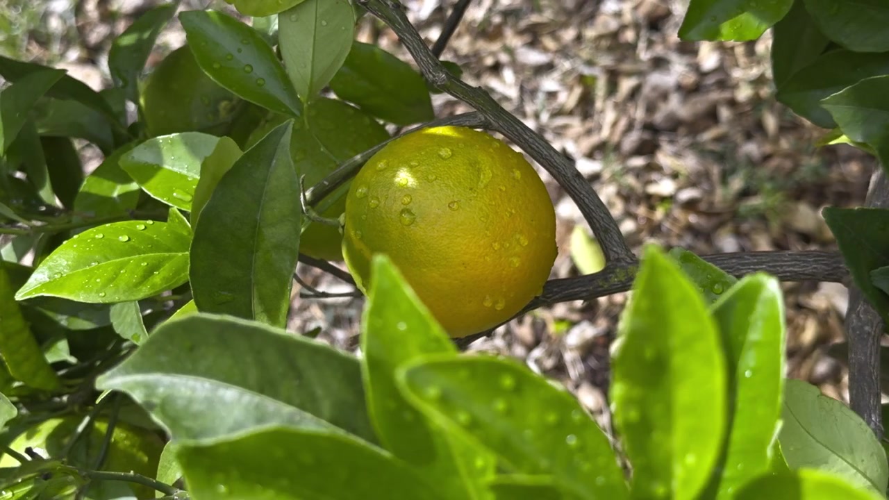 Primo piano di un'arancia matura appesa a un albero di agrumi tra foglie verdi lucide punteggiate d'acqua. La calda luce del sole illumina il frutto e il fogliame umido