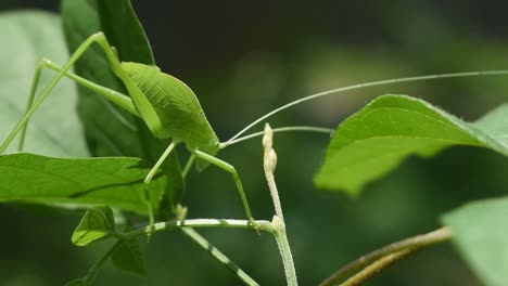 Saltamontes-En-El-Jardín-De-Sri-Lanka