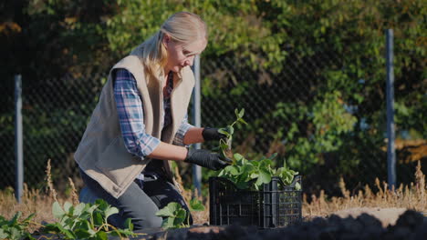 Woman-Plant-A-Strawberry-Next-To-It-A-Box-With-Seedlings-And-A-Watering-Can