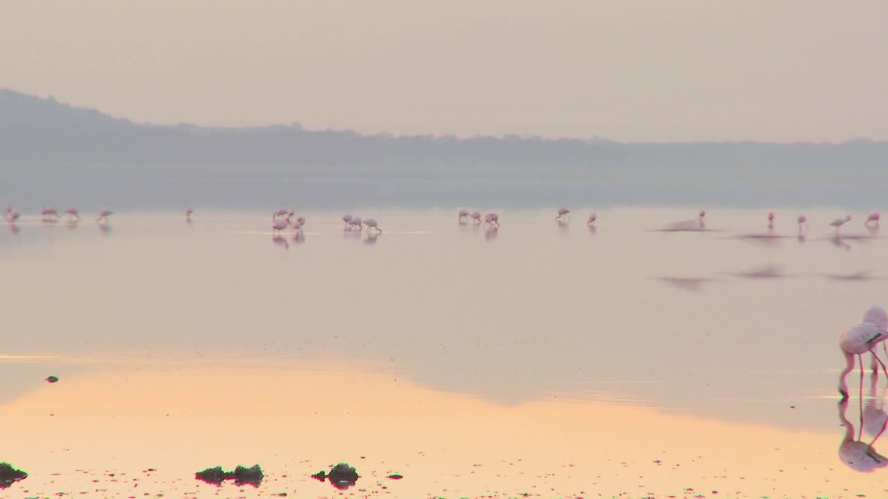 케냐 나쿠루 호수의 이른 아침 햇살에 분홍 플라밍고의 아름다운 장면 5