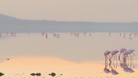 beautiful footage of pink flamingos in early morning light on lake nakuru kenya 5