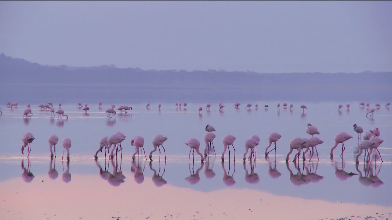케냐 나쿠루 호수의 이른 아침 햇살에 분홍 플라밍고의 아름다운 장면