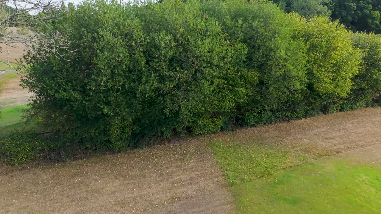 Un drone sorvola un bunker e un putting green, si avvicina alla bandiera da golf, poi sale sopra gli alberi per rivelare un altro fairway e gli alberi circostanti. Ideale per progetti ambientali, sportivi o legati al golf.