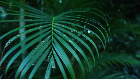 slow motion shot looking up and tracking along leafy green tropical plants, with shallow focus and bokeh