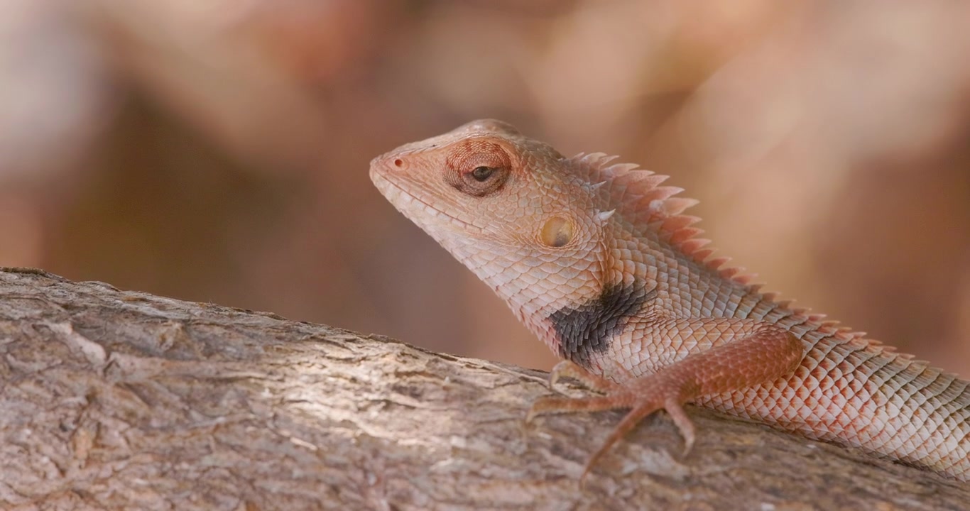 Garden Calotes male flaunts bright summer colours while resting confidently on a branch moving its eye