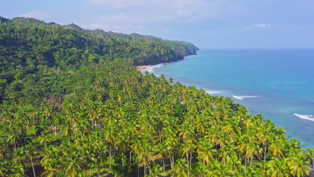 bosque de palmeras en la costa tropical de playa coson, las terrenas, mar caribe